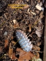 Bild 1 von Armadillidium klugii “Montenegro”  / () Zuchtansatz 12 Tiere